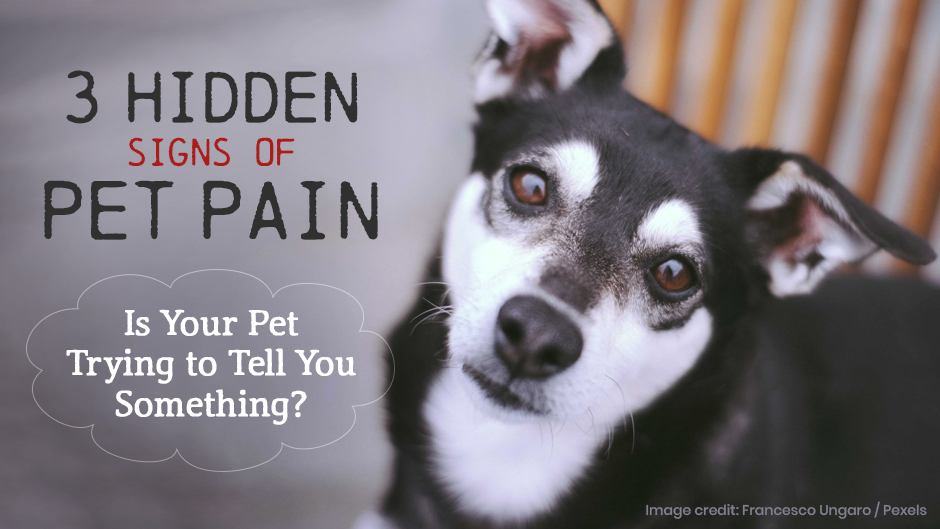 Hidden-Signs-of-Pet-Pain