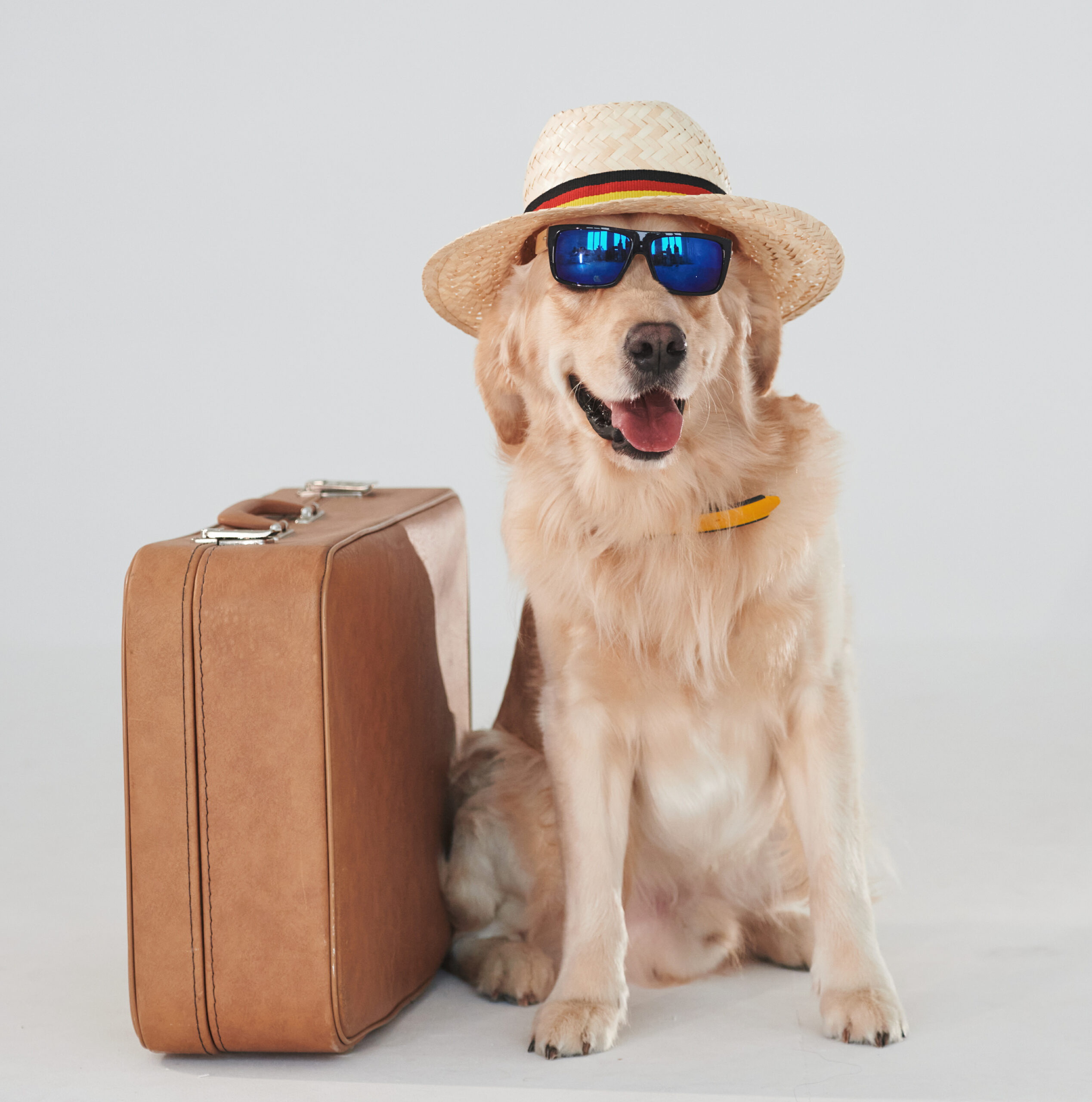 dog sitting by a suitcase