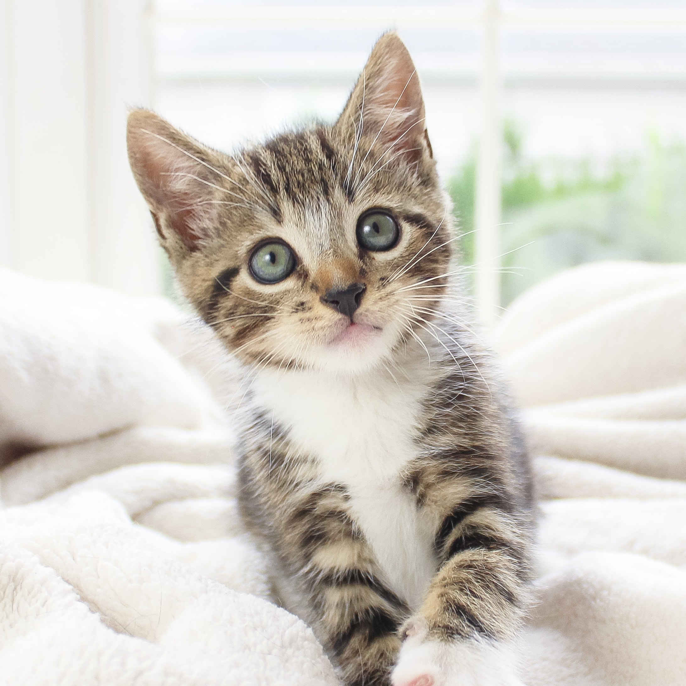 image of a cute kitten