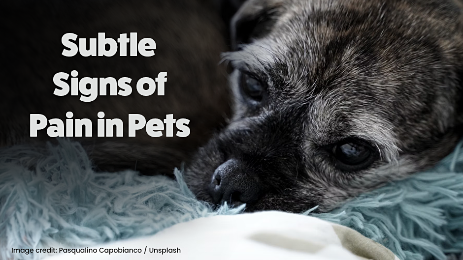 Subtle Signs of Pain in Pets