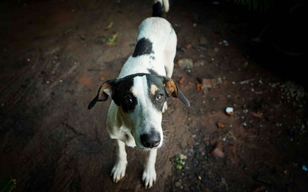What Is Pet Microchipping and How Does It Work